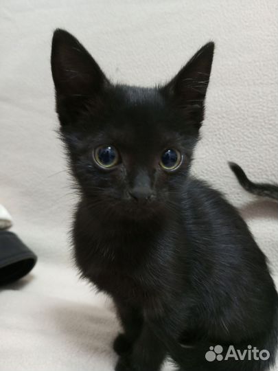 Кошка в дар бесплатно