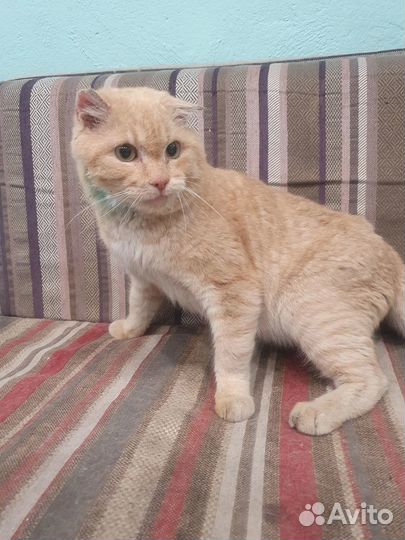 Особенный котик