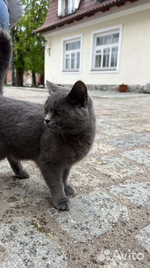 Наследие Пруссии