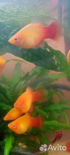 Рыбки,растения,корм