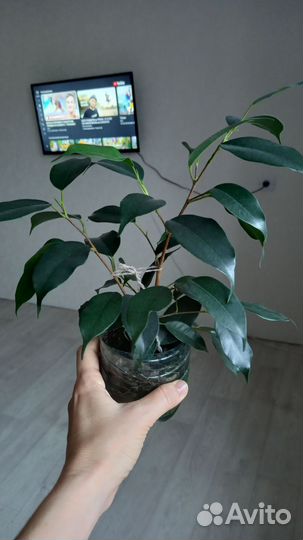 Фикус бенджамина