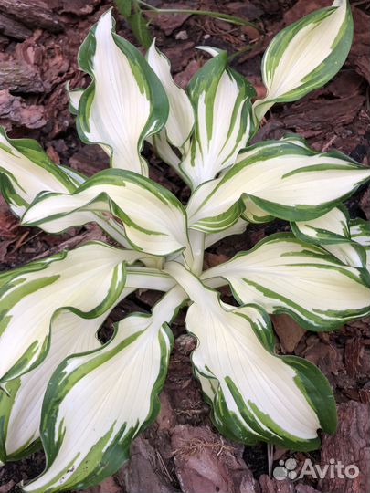 Хоста растение