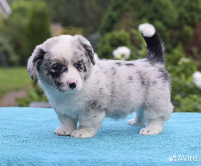 Щенки вельш-корги пемброк