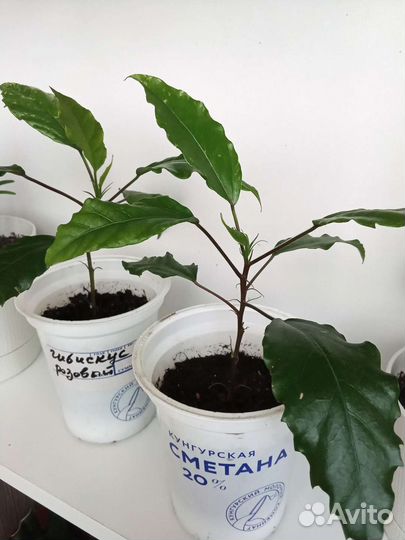 Гибискус китайская роза