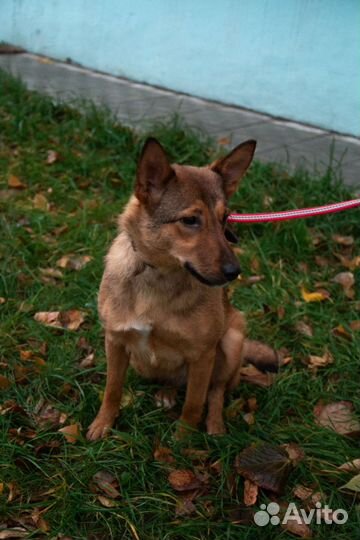 Собака Лиса