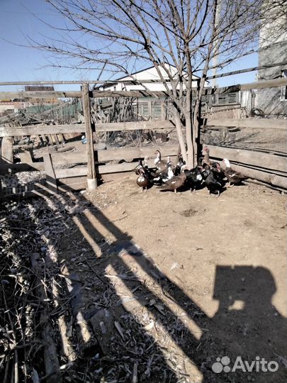 Яйца гусиные,утиные, куриные на инкубацию.80,30,15