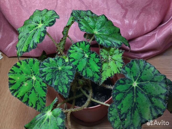 Бегония Бауэра