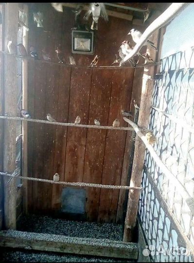 Щеглы Чижы Реплы Чечетки Московки Клесты Жаворонки