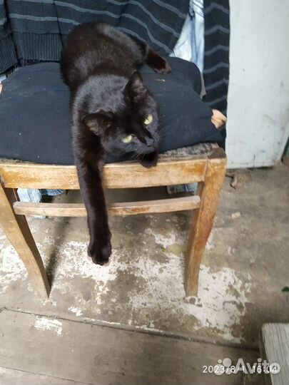 В добрые руки