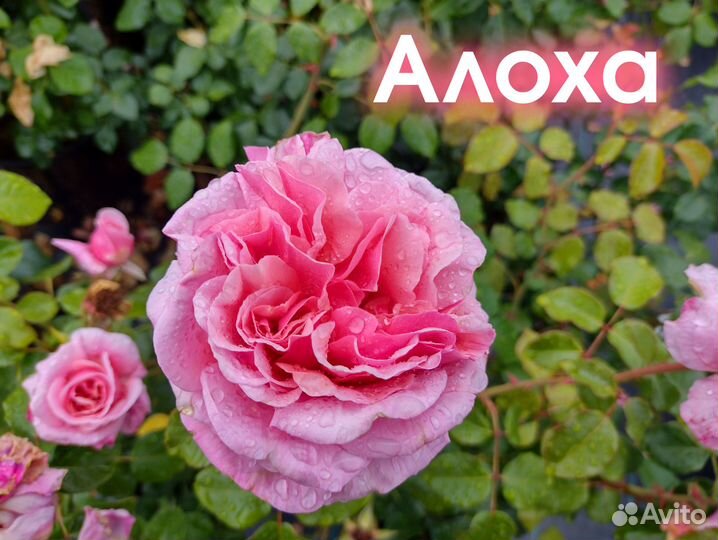 Сортовые Розы Саженцы Питомник Опт