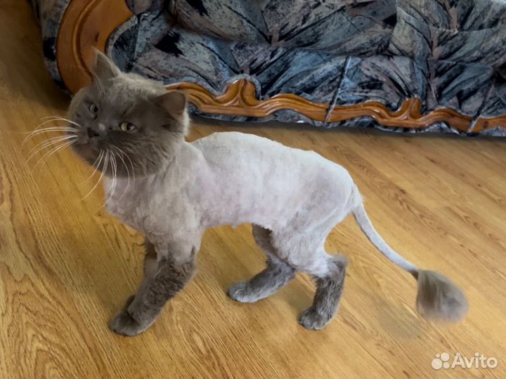 Отдам кота в добрые руки