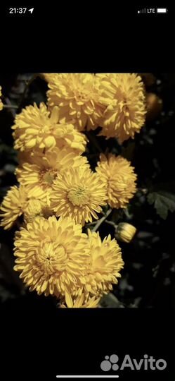 Садовые цветы