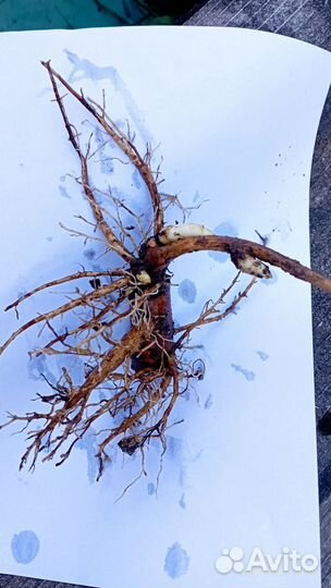 Пион Лоис Чойс