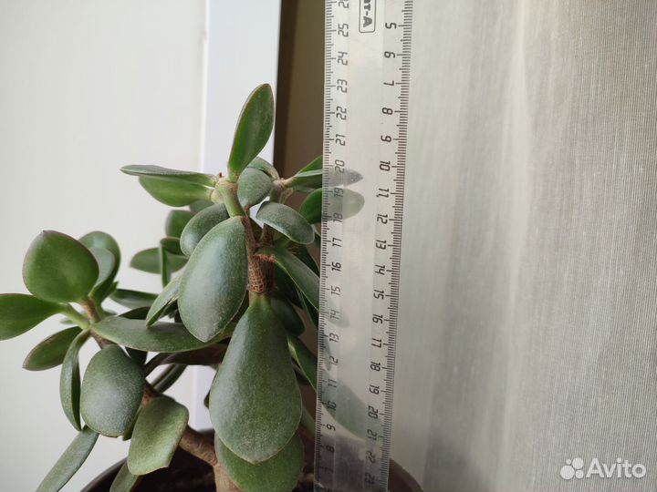 Денежное дерево толстянка крассула