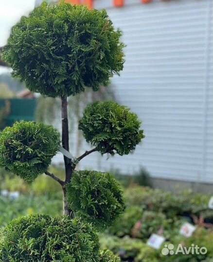 Туя, и все виды растений