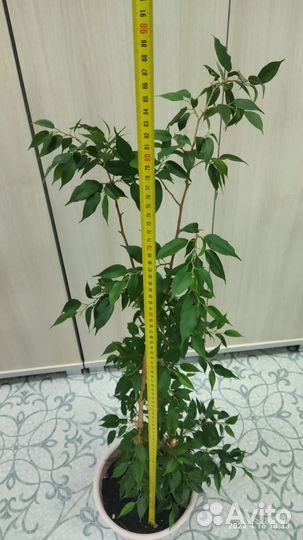 Фикус бенджамина