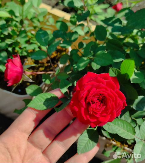 Роза комнатная