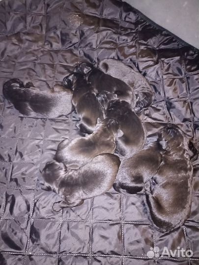 Щенки Кане Корсо