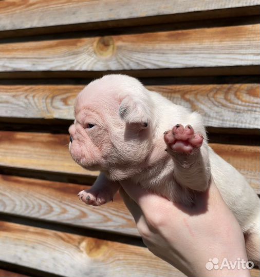 Французский бульдог