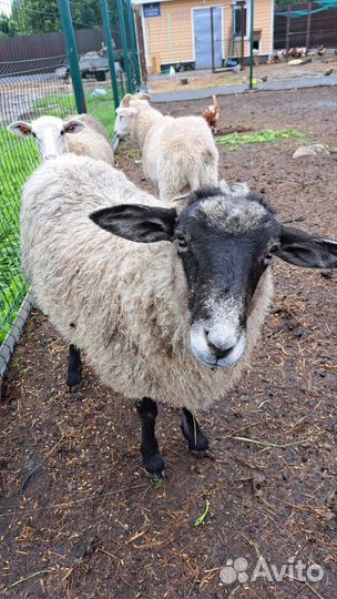 Баранчики и овечки живым весом