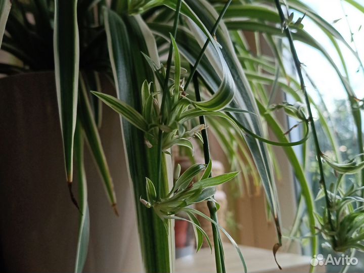 Хлорофитум