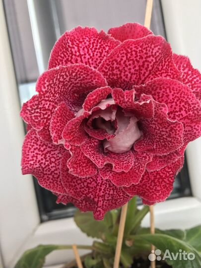 Глоксиния махровая