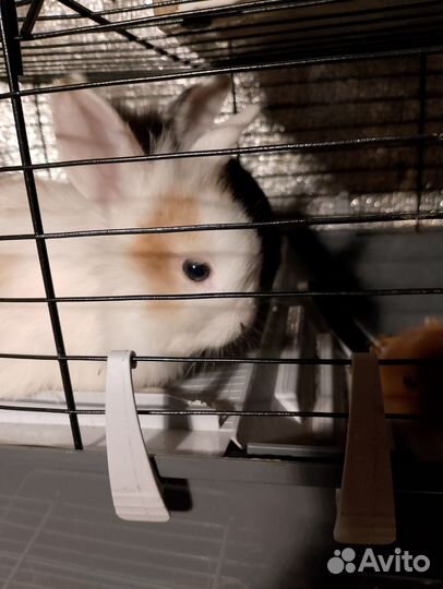 Декоративные кролики