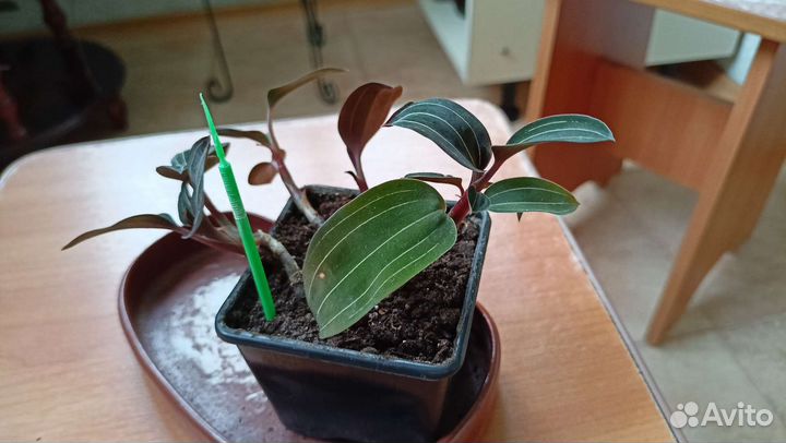 Орхидея лудизия