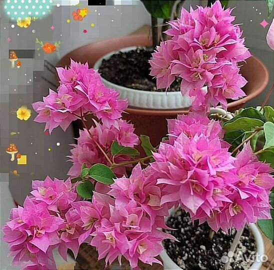 Бугенвиллии; Сциндапсус и Много Других