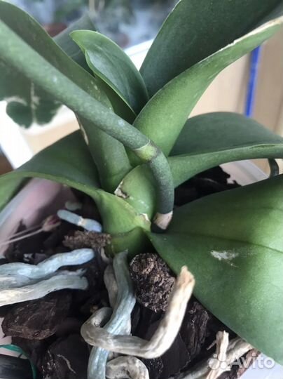 Орхидея Lazy Sunday фаленопсис сортовой