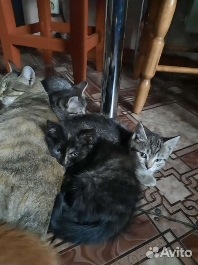 Котята в дар бесплатно