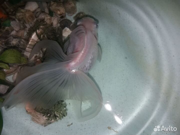 Золотая рыбка