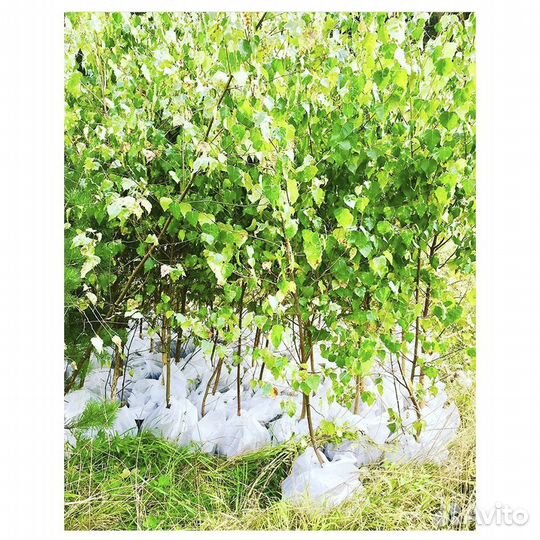 Саженцы Ели Сосны Берёзы