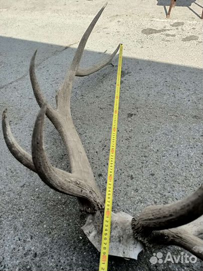 Рога оленя