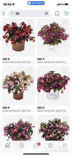 Фуксия в горшке 0,500