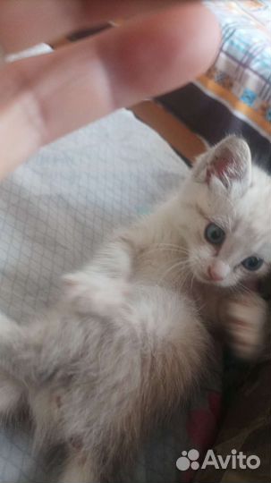 Отдам в добрые руки, котёночка