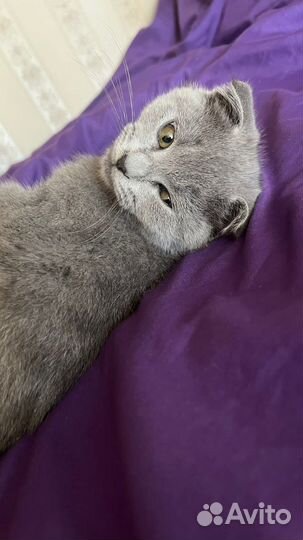 Британские котята