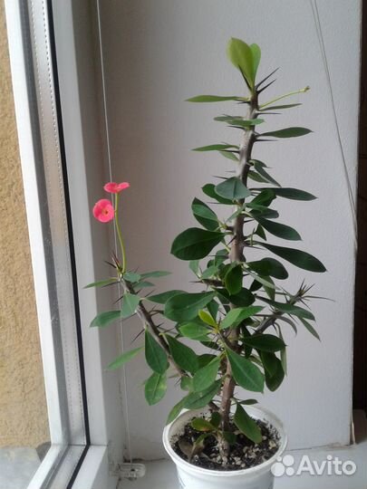 Эуфорбия (молочай Миля)