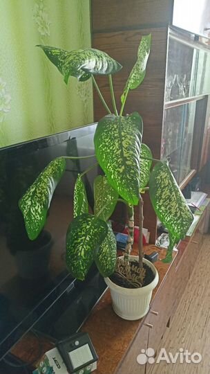 Диффенбахия