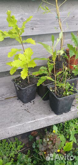 Саженцы дуба