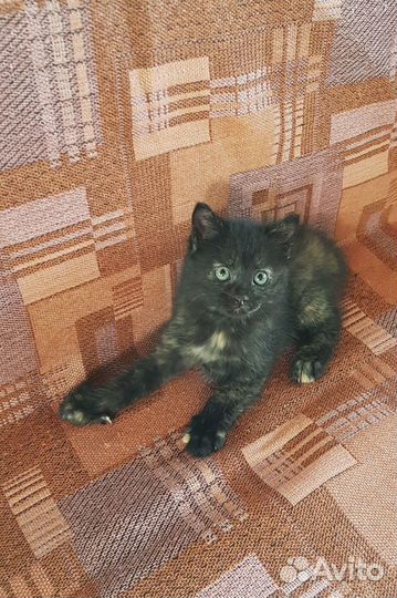 Очаровательные котята ищут дом