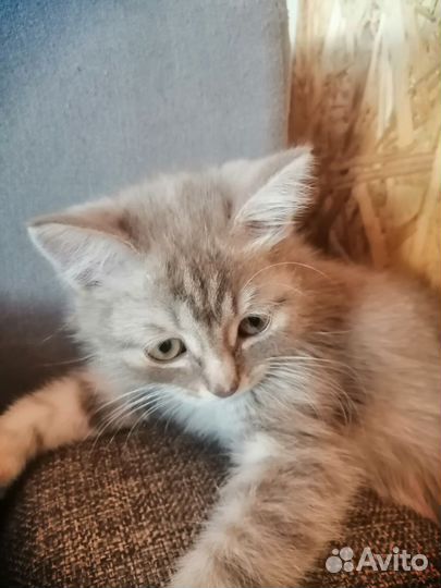 Домашние животные котята