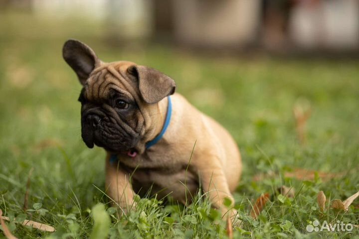 Французский бульдог