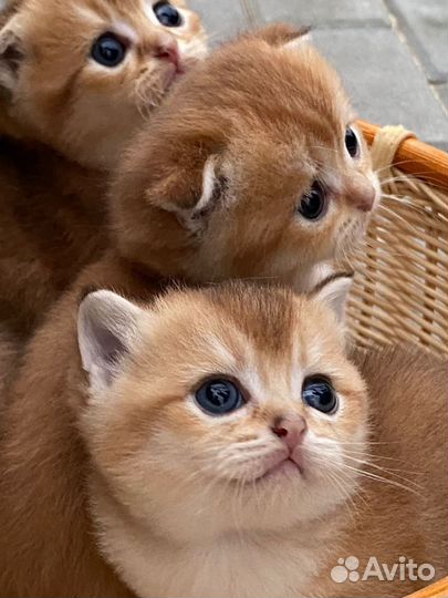 Котята золотая шиншилла