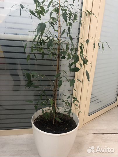 Фикус бенджамина