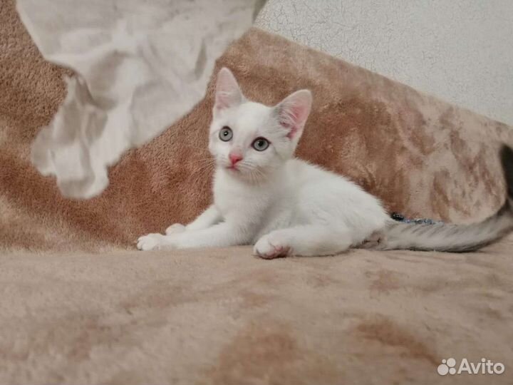 Кошка в добрые руки