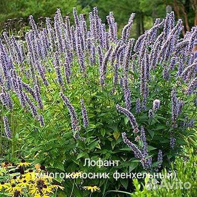 Мята сортовая, рассада