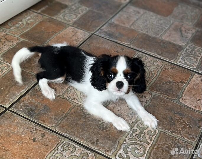 Кавалер Кинг Чарльз спаниель. Щенки