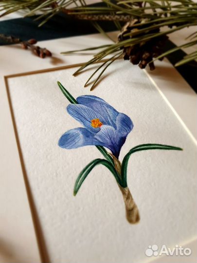 Картина. Крокус весенний. акварель. миниатюра