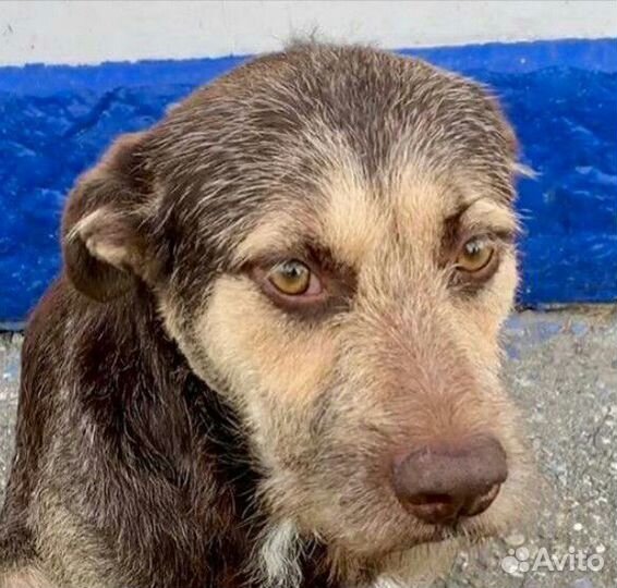 Ищем дом для Гарри, тихого и грустного